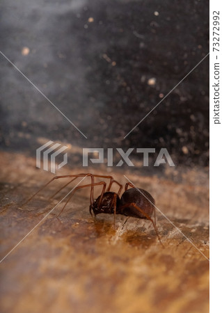 Brown Spitting Spider Brown Spitting Spider 73272992