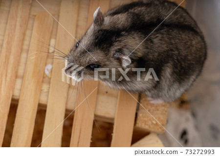 Campbell's dwarf hamster Campbell's dwarf hamster 73272993