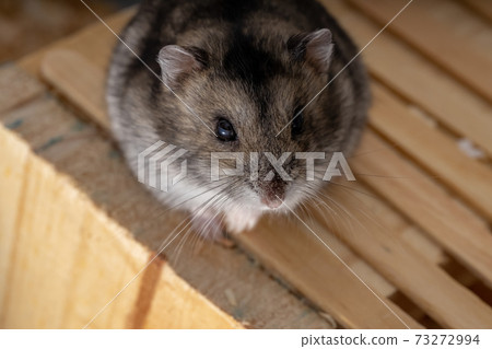 Campbell's dwarf hamster 73272994