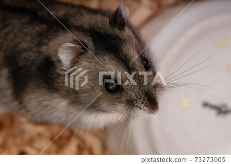 Campbell's dwarf hamster Campbell's dwarf hamster 73273005