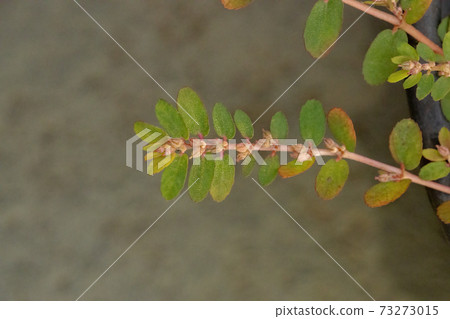 Red Caustic-Creeper with fruits and flowers Red Caustic-Creeper with fruits and flowers 73273015