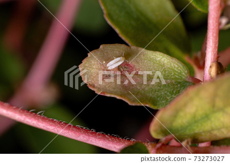 Adult White fly Adult White fly 73273027