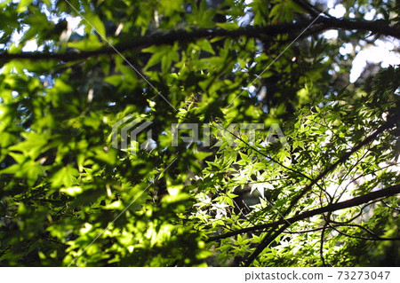 A walking path through the trees 73273047