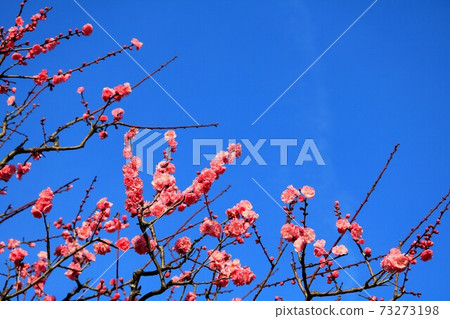 紅色李子和藍天 73273198