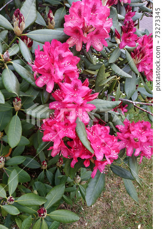 Early flowering rhododendron in Germany, an evergreen plant. 73273345