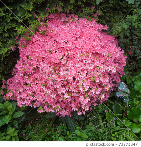 Azaleas were in full bloom everywhere, close-up of lush azalea blooms. Azaleas were in full bloom everywhere, close-up of lush azalea blooms. 73273347