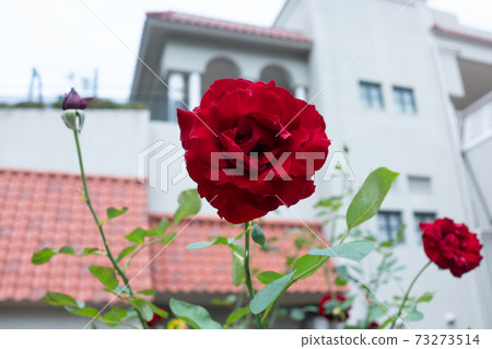 A crimson rose 73273514