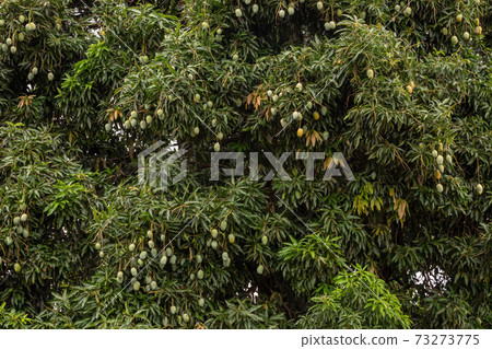 Mango tree with fruits Mango tree with fruits 73273775