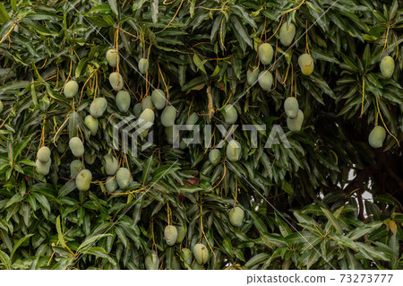 Mango tree with fruits Mango tree with fruits 73273777