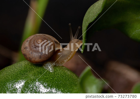 Asian Tramp Snail Asian Tramp Snail 73273780