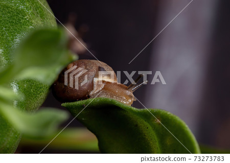 Asian Tramp Snail Asian Tramp Snail 73273783