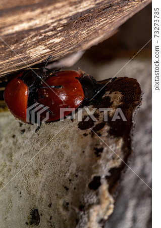 Pleasing Fungus Beetles 73273785