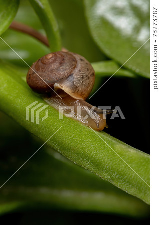 Asian Tramp Snail 73273787