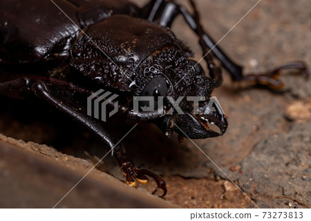 Brazilian Prionid Beetle 73273813