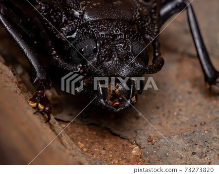 Brazilian Prionid Beetle 73273820