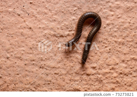Parajulid Millipede with selective focus Parajulid Millipede with selective focus 73273821