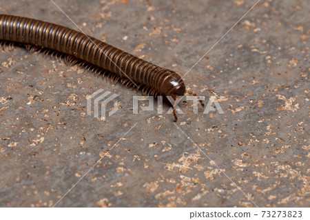 Parajulid Millipede with selective focus 73273823