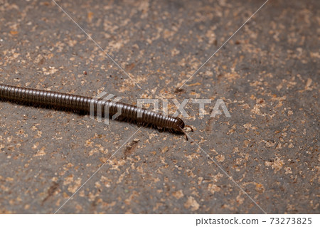 Parajulid Millipede with selective focus Parajulid Millipede with selective focus 73273825