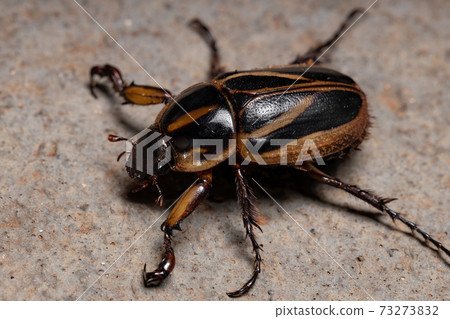 Adult Masked Chafer 73273832
