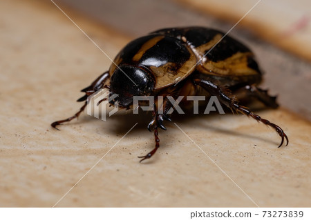 Adult Masked Chafer Adult Masked Chafer 73273839