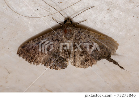 Underwing moth in the ground Underwing moth in the ground 73273840