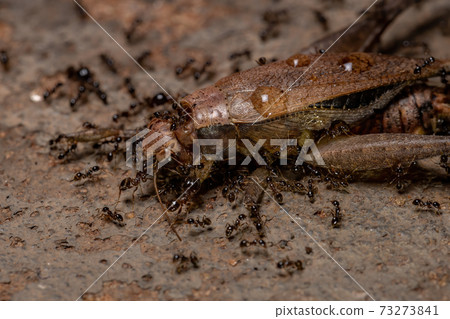 African Big-headed Ant preying on a True Cricket African Big-headed Ant preying on a True Cricket 73273841