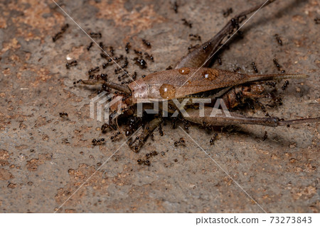 African Big-headed Ant preying on a True Cricket African Big-headed Ant preying on a True Cricket 73273843