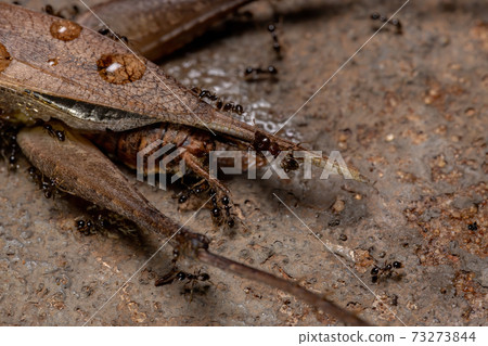 African Big-headed Ant preying on a True Cricket African Big-headed Ant preying on a True Cricket 73273844