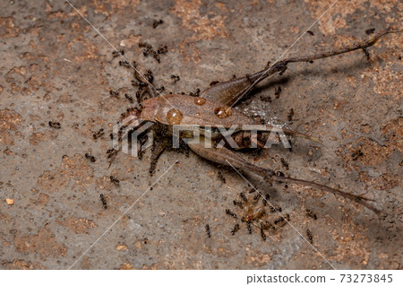 African Big-headed Ant preying on a True Cricket African Big-headed Ant preying on a True Cricket 73273845