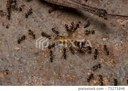 African Big-headed Ant 73273846
