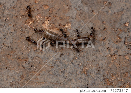 African Big-headed Ant 73273847