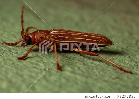 Typical Longhorn Beetle 73273853