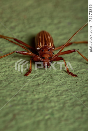 Typical Longhorn Beetle 73273856