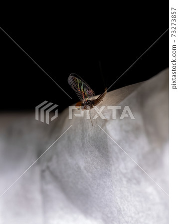 Male small mayfly 73273857
