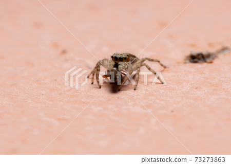 Female Gray Wall Jumping Spider preying on an ant 73273863