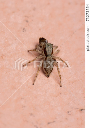 Female Gray Wall Jumping Spider preying on an ant Female Gray Wall Jumping Spider preying on an ant 73273864