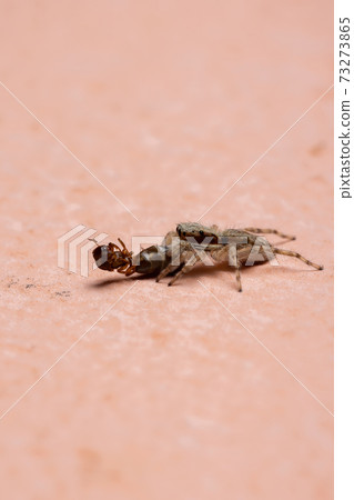 Female Gray Wall Jumping Spider preying on an ant Female Gray Wall Jumping Spider preying on an ant 73273865