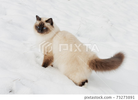 A seal point Birman cat, 4 year old cat, male with blue eyes is walking in garden in winter time in the snow A seal point Birman cat, 4 year old cat, male with blue eyes is walking in garden in winter time in the snow 73273891