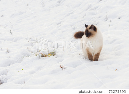 A seal point Birman cat, 4 year old cat, male with blue eyes is walking in garden in winter time in the snow. A seal point Birman cat, 4 year old cat, male with blue eyes is walking in garden in winter time in the snow. 73273893