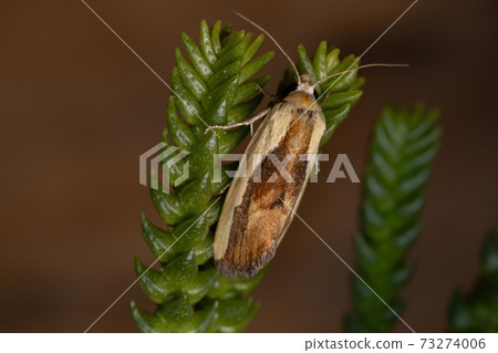 Bicolored Bird-dropping Moth in a plant Bicolored Bird-dropping Moth in a plant 73274006