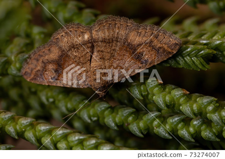 Adult Underwing moth in a plant Adult Underwing moth in a plant 73274007