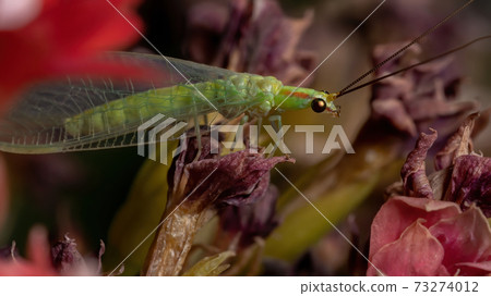 Typical Green Lacewing in a flowering plant Typical Green Lacewing in a flowering plant 73274012