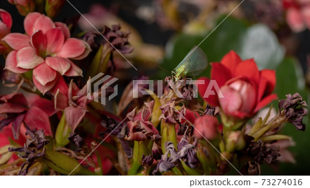 Typical Green Lacewing in a flowering plant Typical Green Lacewing in a flowering plant 73274016