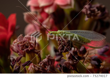 Typical Green Lacewing in a flowering plant Typical Green Lacewing in a flowering plant 73274017