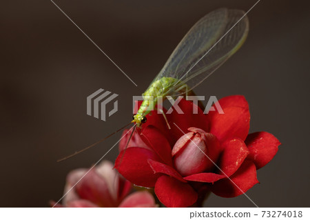 Typical Green Lacewing in a flowering plant Typical Green Lacewing in a flowering plant 73274018