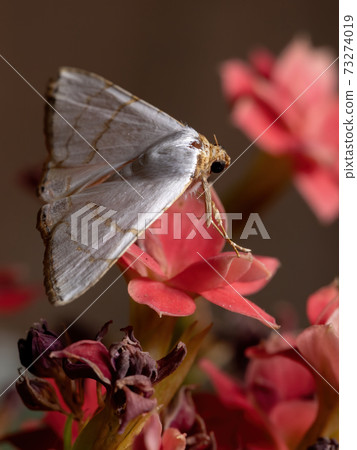 Underwing moth in a flowering plant 73274019