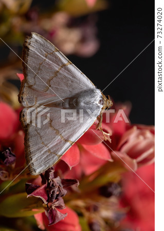 Underwing moth in a flowering plant 73274020