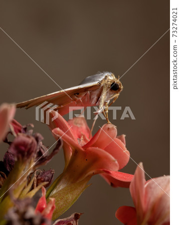 Underwing moth in a flowering plant Underwing moth in a flowering plant 73274021