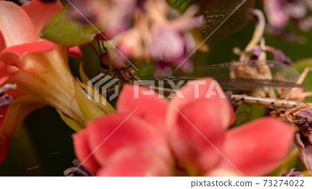 Insect Antlion in a flowering plant Insect Antlion in a flowering plant 73274022