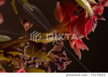 Insect Antlion in a flowering plant Insect Antlion in a flowering plant 73274025